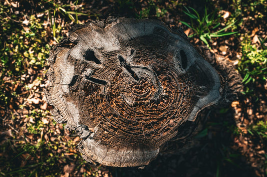Tree stump ready for grinding